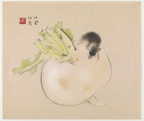 Weißer Rettich (Daikon) und Ratte